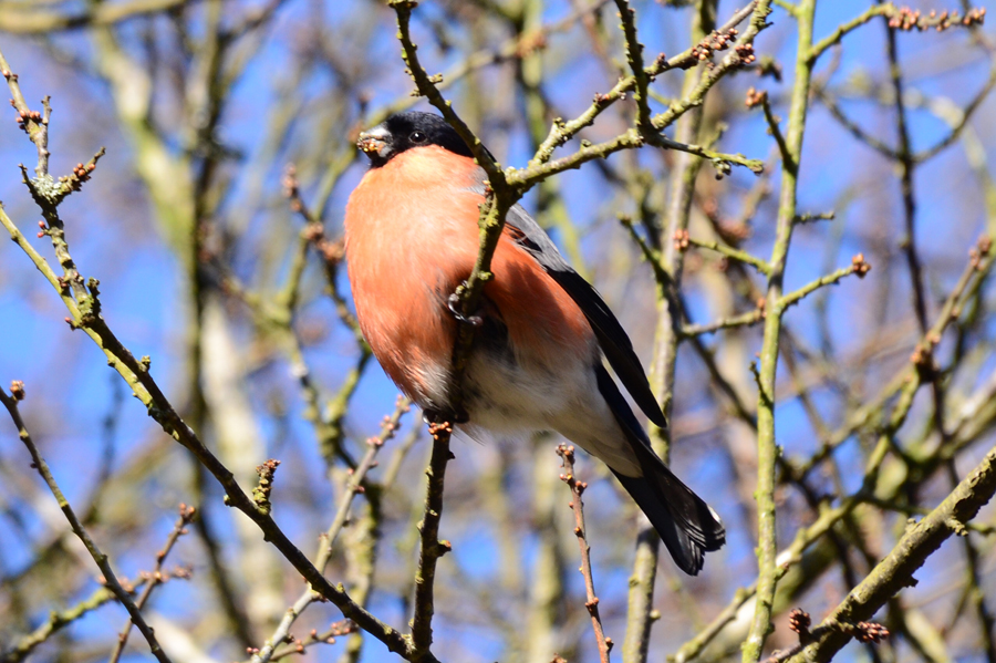 newbawn wild bird food