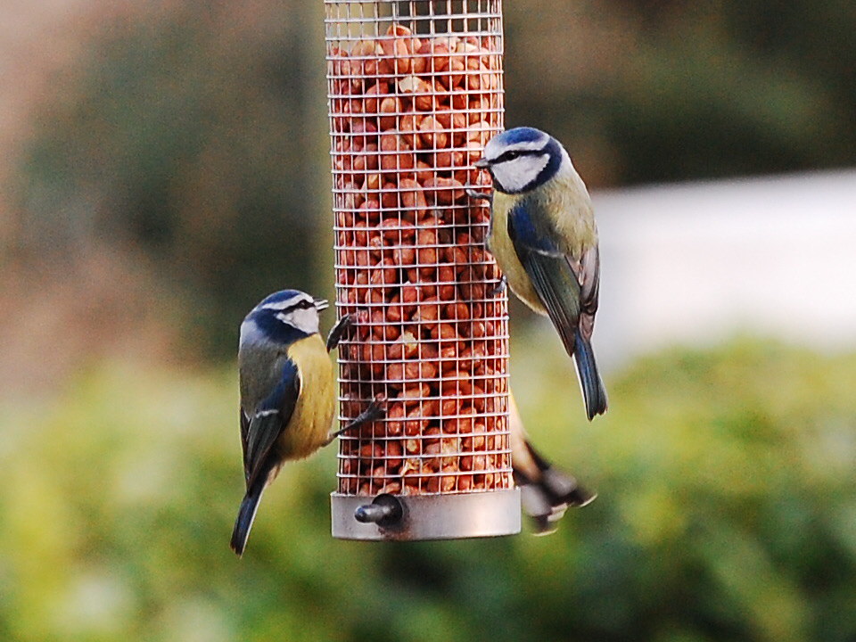 gardman bird feeder pole